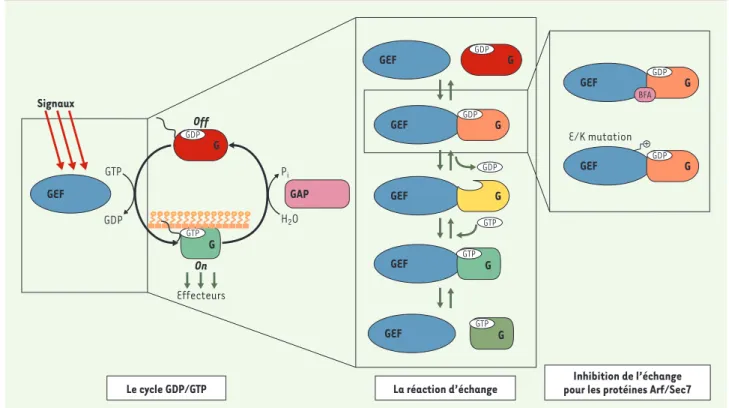 Figure 1. Le cycle GDP/GTP des protéines G. À gauche : les protéines G sont activées par l’échange du GDP par du GTP, qui est stimulé par les GEF à la réception de signaux d’activation en amont