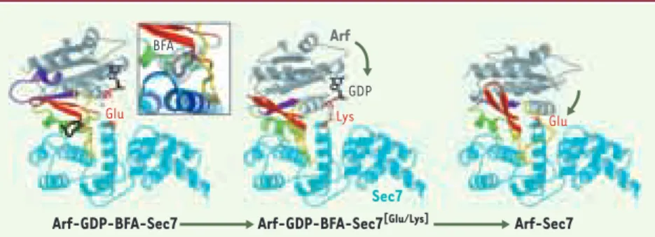 Figure 2. Les étapes de l’activation de la protéine G Arf en 3 dimensions. La position du gluta- gluta-mate catalytique du GEF ou de sa mutation en lysine est en orange