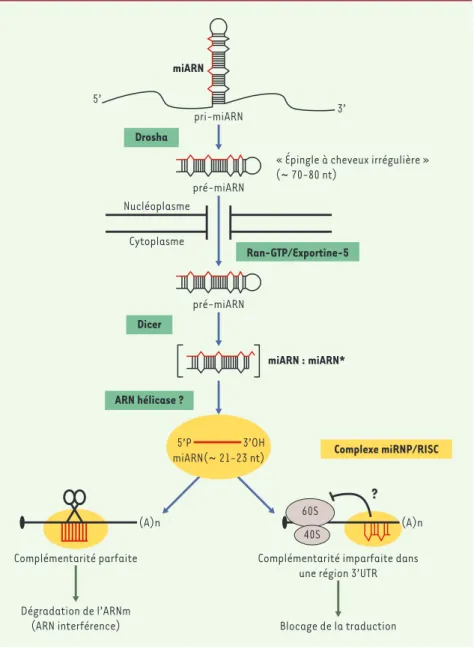 Figure 1. Biosynthèse et modalités d’action des miARN. La maturation des miARN fait intervenir deux enzymes, Drosha et Dicer, qui, à partir d’un ARN précurseur en tige boucle imparfaite  pro-duisent un ARN simple brin d’environ 21-23 nt: le microARN