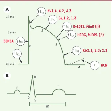 Figure  2. Relation  entre  un  potentiel  d’action  cardiaque,  avec  ses  courants sous-jacents (A), et un électrocardiogramme (B)