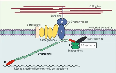 Figure 1. Représentation schématique des interactions de nombreuses protéines avec la dystro- dystro-phine