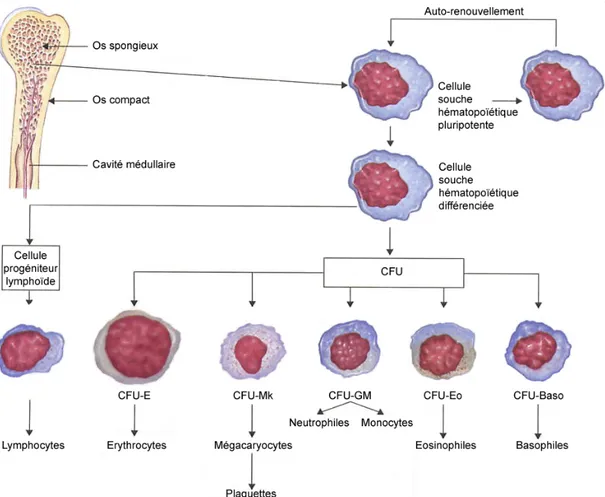 Figure 1.1. Développement des différents éléments cellulaires du sang à partir des cellules  de  la  moelle  osseuse,  défini  comme  étant  l’hématopoïèse