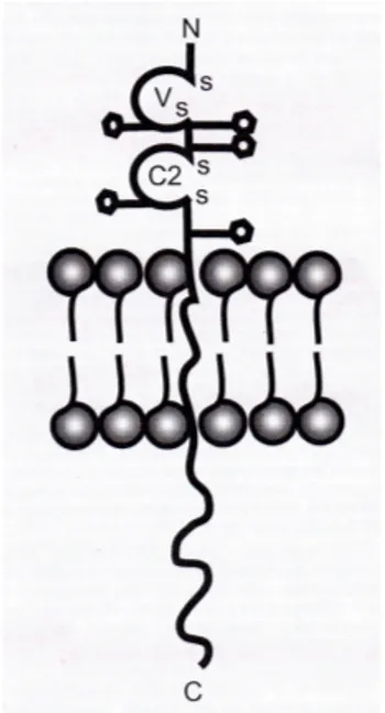 Figure 1.2.  Structure de  l’antigène de surface CD33. Reproduit de (Wellhausen &amp;  Peiper  2002) avec permission de Biolife s.a.s