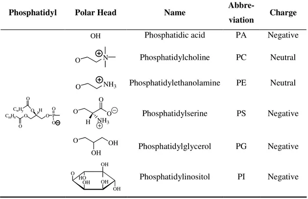 Table 2.1. Structures of the most commonly used phospholipids.  