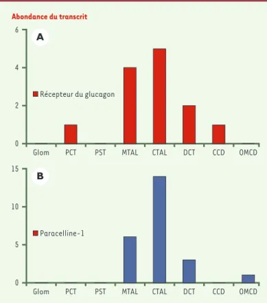 Figure 4. Niveaux d’expression du gène codant pour le récepteur du glucagon et du gène codant pour la paracelline-1 le long du néphron humain