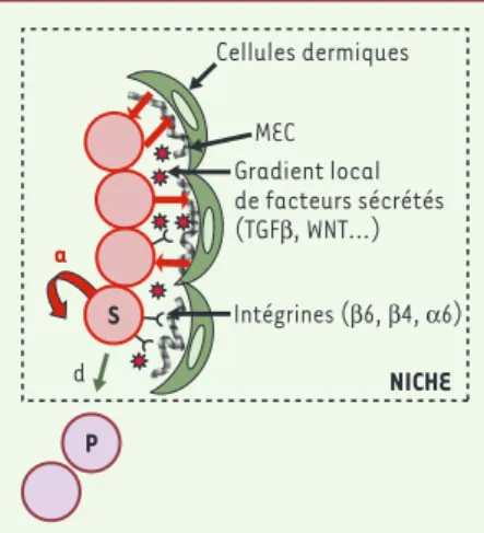 Figure 2. Un modèle de cellules souches dans leur niche. Les  cellules  souches  (S)  dans  le  bulge s’autorenouvellent  (a)  pour  maintenir  un  pool constant de cellules souches et se différencient (d)  en  cellules  progénitrices  (P)  qui  quittent  