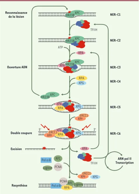 Figure 1. XPC, complexé à la protéine HR23B, interagit avec la structure formée par l’ADN endom- endom-magé (complexe NER-C1)