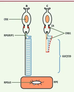Figure 1. Schéma des photoneurones aves les localisations sub- sub-cellulaires  des  protéines  codées  par  les  gènes  LCA (couleurs correspondant  aux  localisations)  (B : bâtonnets,  et  C : cônes).