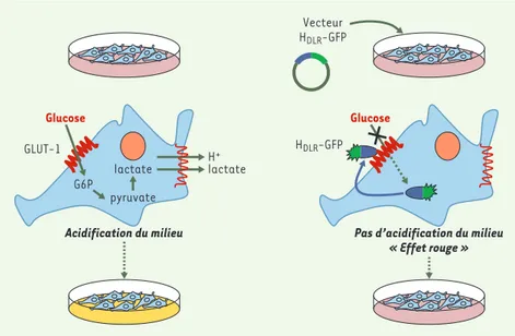 Figure 2. Blocage du transport du glucose via le transporteur ubiquitaire GLUT-1, par le DLR du HTLV