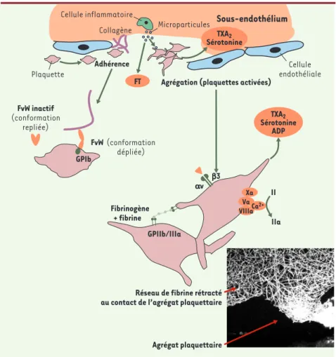 Figure  1. Formation  de  l’agrégat  plaquettaire et  du  réseau  de  fibrine  à  la  surface  de  la plaque  rompue