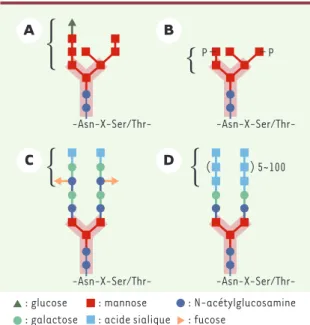 Figure  2. Exemples  de  structures  N-glycanes  et  leurs  interac- interac-tions  avec  des  lectines