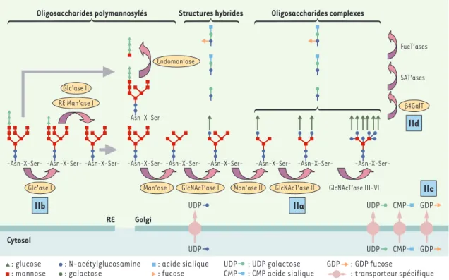 Figure 3. Maturation des N-glycanes et CDG II (congenital disorder of glycosylation II)