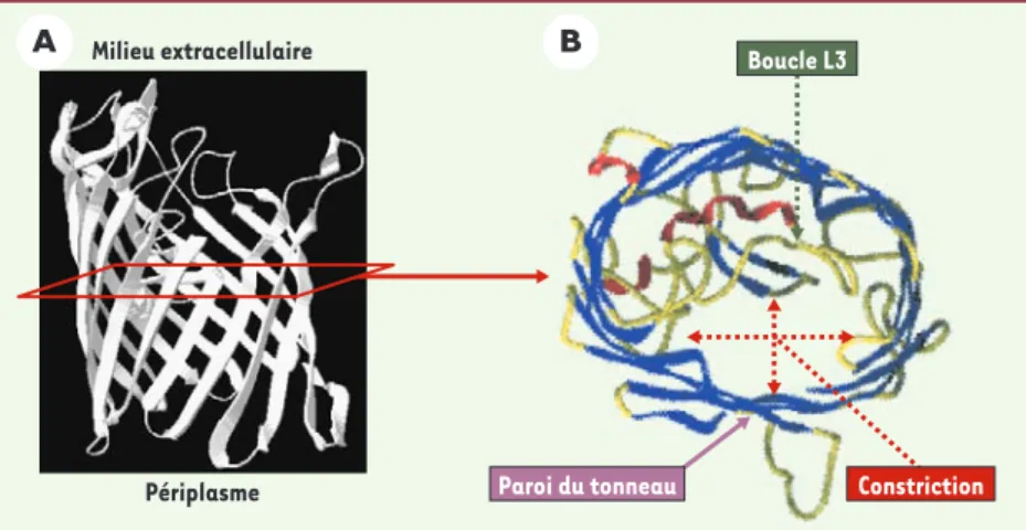 Tableau  I. Porines  non  spécifiques  dont  la  structure  tridimen- tridimen-sionnelle est disponible.