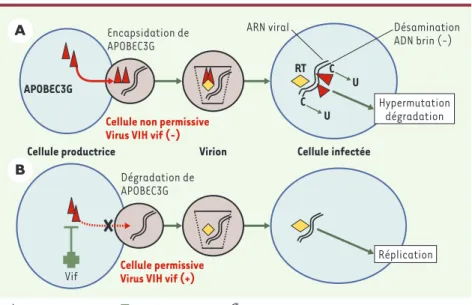Figure 1. Interactions des protéines Vif et APOBEC3G. A. Dans une cellule infectée par un virus VIH dépourvu de la protéine Vif, les nouveaux virions produits encapsident l’enzyme APOBEC3G, ce qui entraîne l’hypermutation du brin d’ADN rétrotranscrit à par