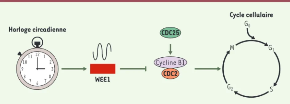 Figure 1. Liens entre l’horloge circadienne et le cycle cellulaire dans le foie en régénération.