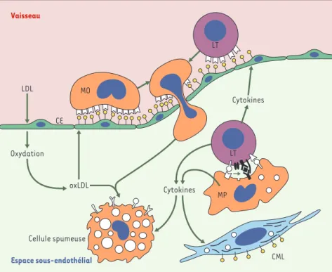 Figure  1. L’hypothèse  inflammatoire  de  l’athérogenèse. Dans  l’hypothèse  la  plus  accréditée aujourd’hui,  l’extravasation  des  lipoprotéines  de  basse  densité  (LDL)  et  leur  oxydation  dans l’espace  sous-endothélial  représente  la  première 