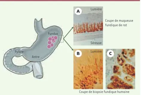 Figure 1. Anatomie de l’estomac et immunohistochimie de la leptine gastrique. L’immunoréacti- L’immunoréacti-vité de la leptine est localisée dans la muqueuse fundique chez le rat et chez l’homme