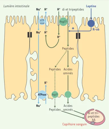 Figure 3. Mécanisme général du transport par le transporteur intestinal PepT-1 et son contrôle par la leptine