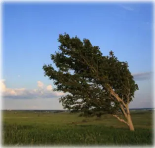 Figure 1 Flagged tree indicating the direction of the dominant wind,  and its perceived intensity, Fort Beauséjour, New Brunswick  (Source: M