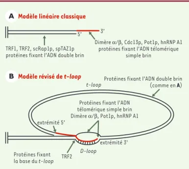 Figure 3. Modèles de structure des télomères. A. Modèle classique d’une extré- extré-mité chromosomique avec une courte extension en 3’ (en rouge) et un complexe protéique protégeant l’ADN chromosomique (modèle linéaire)