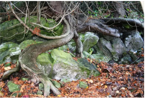 Figure 1- An Ancient Cliff Cedar Growing on a Rock Outcrop of the Niagara Escarpment,  which is a haven for this dwarf tree and large number of species at risk