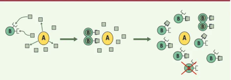 Figure 2. Régulation du nombre de cellules d’un tissu par une cellule d’un autre tissu : une seule cellule  A  peut  contrôler  le  nombre  des  cellules  B