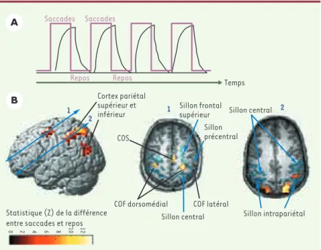 Figure  1.Imagerie  par  résonance  magnétique  fonctionnelle  (IRMf). A.  Protocole  expérimental.