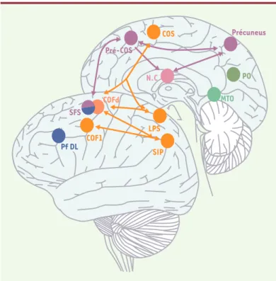 Figure 2. Schéma récapitulatif des circuits oculomoteurs corticaux.  En orange : régions oculomotrices principales