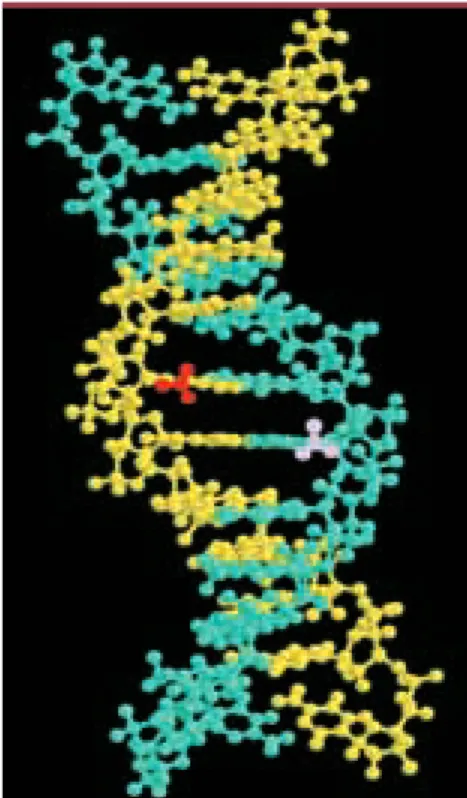 Figure  1. Structure  de  l’ADN  au  niveau  d’un dinucléotide  CpG  méthylé. Les  groupements méthyle  des  deux  chaînes  (en  violet  et  en rouge) se situent dans le grand sillon, en  posi-tion  accessible