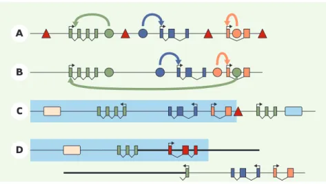 Figure  1. Organisation  des  gènes  au  sein  du  génome.  A. Un génome structuré en gènes autonomes séparés par des éléments frontières (triangles rouges)