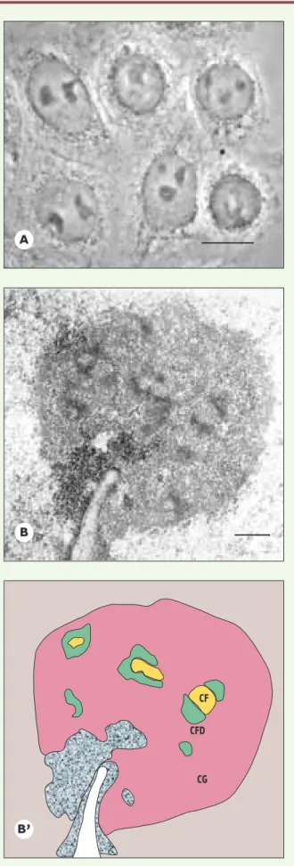 Figure 1. Structure du nucléole. A. Cellules humaines en culture (HeLa) observées  en  contraste  de  phase