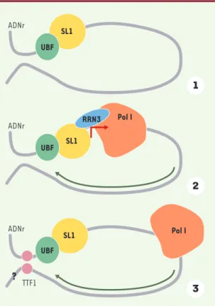 Figure 3. La transcription de l’ADN ribosomique. 1. L’ADN riboso- riboso-mique (ADNr) est associé aux facteurs de transcription UBF  (ups-tream binding factor) (vert) et SL1 (selectivity factor 1) (jaune) dans  la  région  du  promoteur