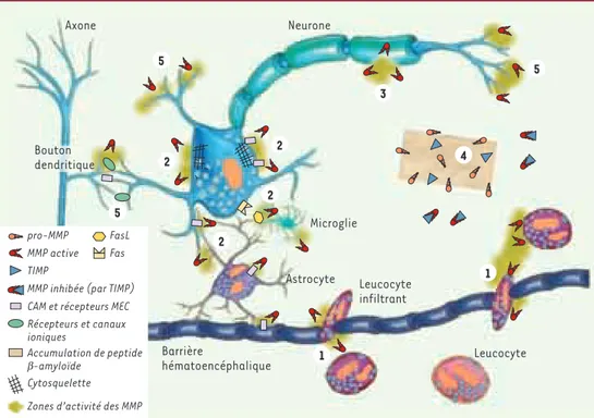 Figure 1. Rôles et mécanismes d’action potentiels des métalloprotéases matricielles (MMP) dans la physiopatho- physiopatho-logie du système nerveux central