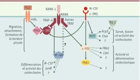 Figure 2. Voies de signalisation impliquées dans la différenciation et l’activité des ostéoclastes