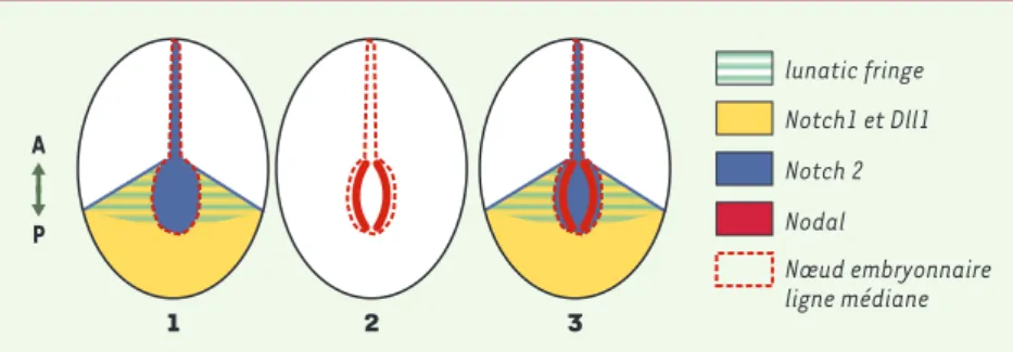 Figure 2. Profils d’expression des gènes notch1/2, Dll1, Lnfg et nodal au moment du déclenche- déclenche-ment  de  l’expression  de  nodal dans  le  nœud  embryonnaire