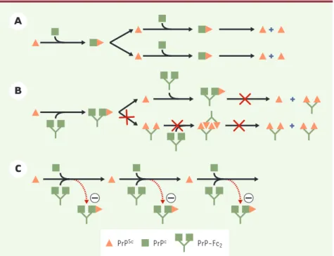 Figure  1. Un  modèle  pour  l’action  anti-prion  de  PrP-Fc 2 .  A. Selon  le  modèle  dit  du  « redéploie- redéploie-ment » (nb) PrP Sc interagit avec PrP C de manière à former un dimère transitoire