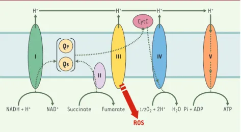 Figure 5. Chaîne de transport des électrons. Cette chaîne est constituée de cinq complexes pro- pro-téiques  I,  II,  III,  IV,  V  (NADH-Q  réductase,  succinate-Q  réductase,  Q-cytochrome  c  réductase, cytochrome c oxydase, ATP synthase)