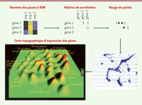 Figure 6. Construction d’une carte topographique d’expression de gènes. Dans la matrice d’ex- d’ex-pression,  le  jaune  représente  l’augmentation  relative  de  l’expression  d’un  gène  et  le  bleu  une diminution