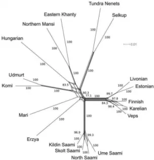 Figure 2 : Modélisation en réseau des liens de proximité entre langues au sein de la  famille  ouralienne  (tiré  de  Lehtinen  et  al.,  2014,  p
