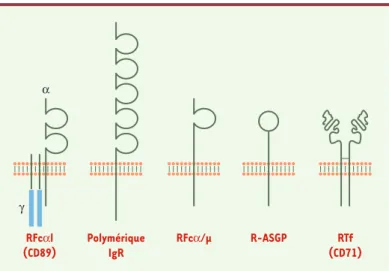 Figure  3. Les  différents  récepteurs  des  IgA. Le  RFc a I  (CD89)  (récepteur  mono- spécifique pour les IgA humaines), exprimé par les cellules de la lignée  mono-cytaire-macrophagique  et  les  polynucléaires  neutrophiles,  participe  aux défenses  
