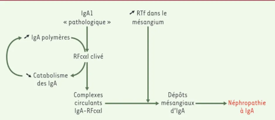 Figure  5. Schéma  hypothétique  du  rôle  pathogène  du  récepteur  Fc a I  (RFc a I  ou  CD89)  et  du récepteur de la transferrine (RTf) dans la néphropathie à IgA