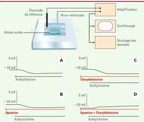 Figure 2. Cellules musculaires lisses : enregistrement du potentiel de membrane et effet d’inhibi- d’inhibi-teurs des canaux potassiques