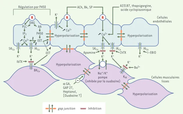 Figure 4. Une hypothèse fédératrice pour expliquer les hyperpolarisations dépendantes de l’endothélium