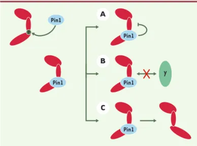 Figure 3. Effets potentiels de la peptidyl-prolyl isomérase Pin1 sur ses protéines cibles