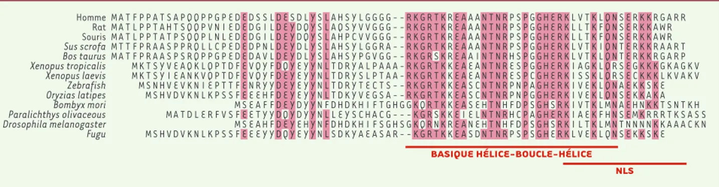 Figure 1. Homologie des protéines p8 de différentes espèces. NLS : signal de localisation nucléaire.