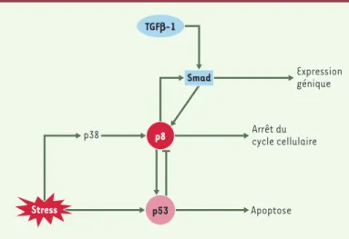 Figure 2. Complexité de la fonction de la protéine p8. La protéine p8 est induite par le TGF b , et augmente elle-même l’expression des gènes cibles du TGF b ; p8 est un médiateur de l’apoptose induite par p53 ; p8 est impliquée dans la régulation du cycle