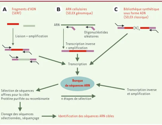 Figure 2. Identification des séquences ARN reconnues par une protéine cible. La technique du SELEX (systematic evolution of ligands by exponential enrichment) a été initialement développée avec une banque d’ARN  synthéti-sée  à  partir  d’oligonucléotides 