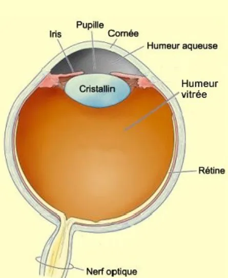 Figure 4 : L'œil et ses composants