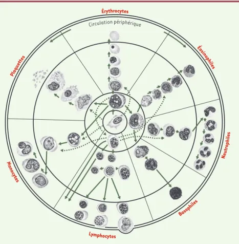 Figure  1. Représentation  morphologique  des  lignées  de  différenciation  des  cellules  du  sang,  en 1938