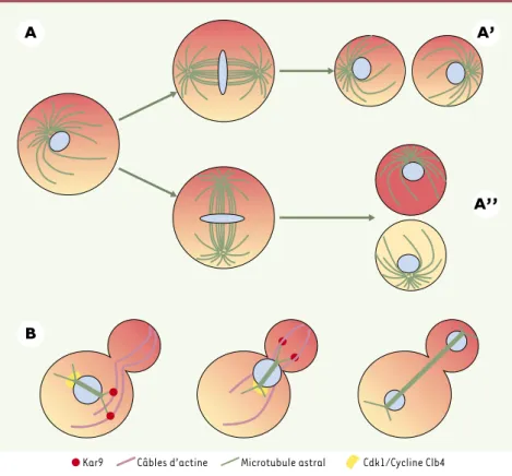 Figure  1. Positionnement  du  fuseau  mitotique  et  son  rôle  dans  les  divisions  asymétriques